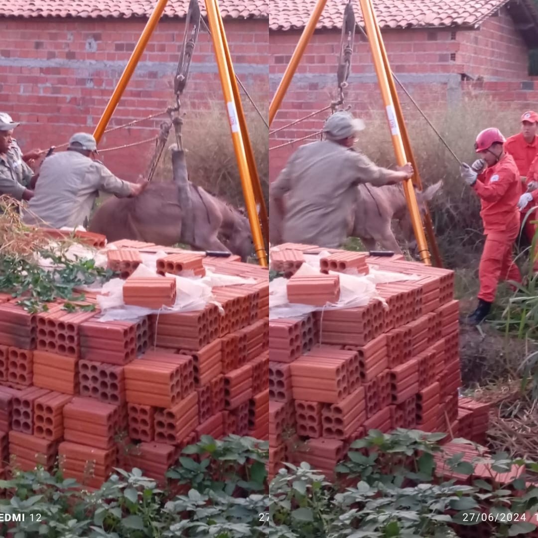 Jumento cai em buraco de fossa e é resgatado pelo Corpo de Bombeiros, na Zona Norte de Teresina