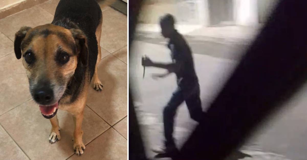Cachorro esfaqueado por motociclista será encaminhado à adoção: 'não pode voltar para a rua', diz veterinária