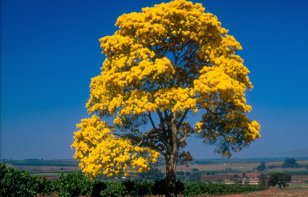 Ipê-amarelo é inspiração no cartaz da Campanha da Fraternidade 2025 — Foto: Acervo TG