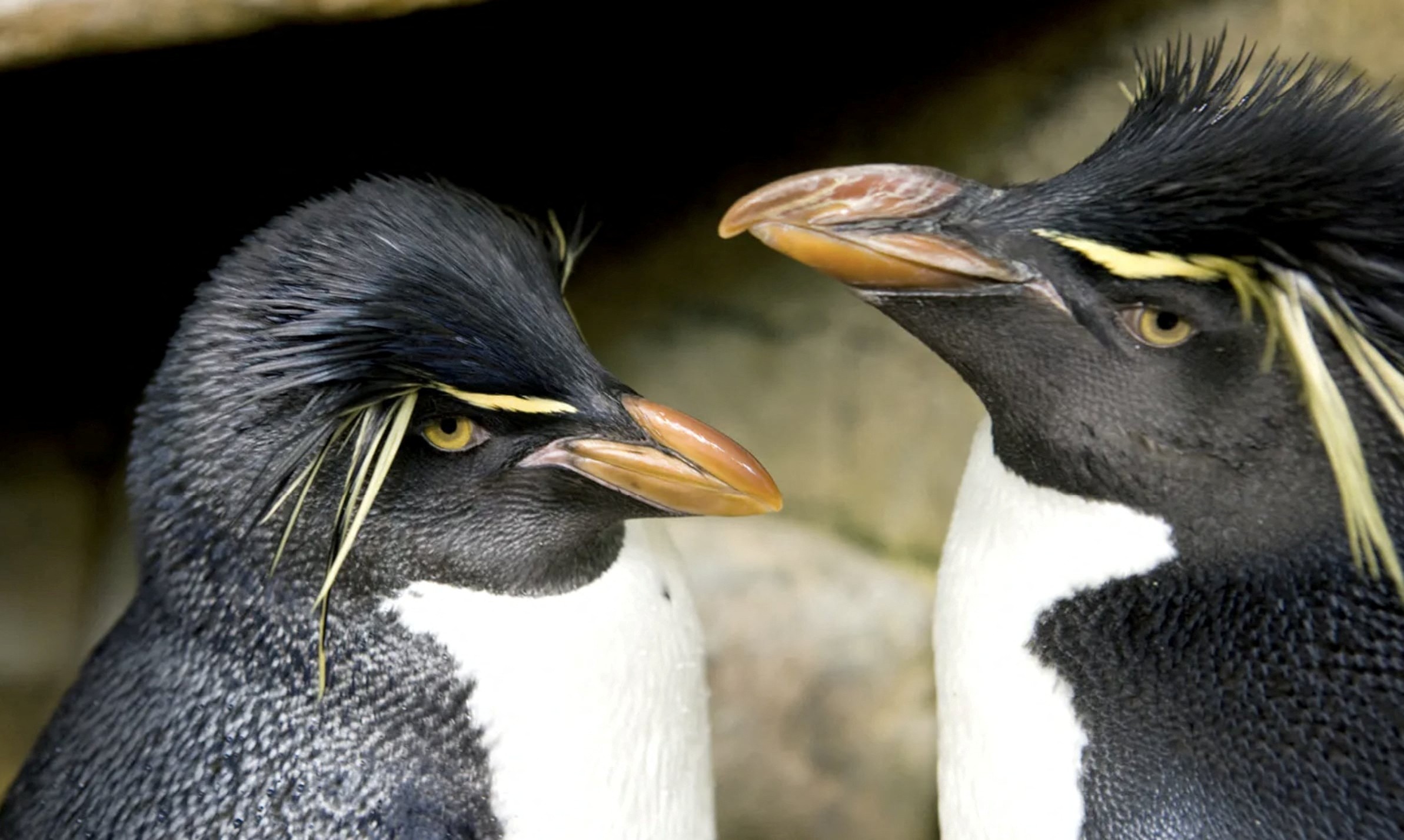 Casal inseparável de pinguins vira livro após viralizar ao passar junto a quarentena