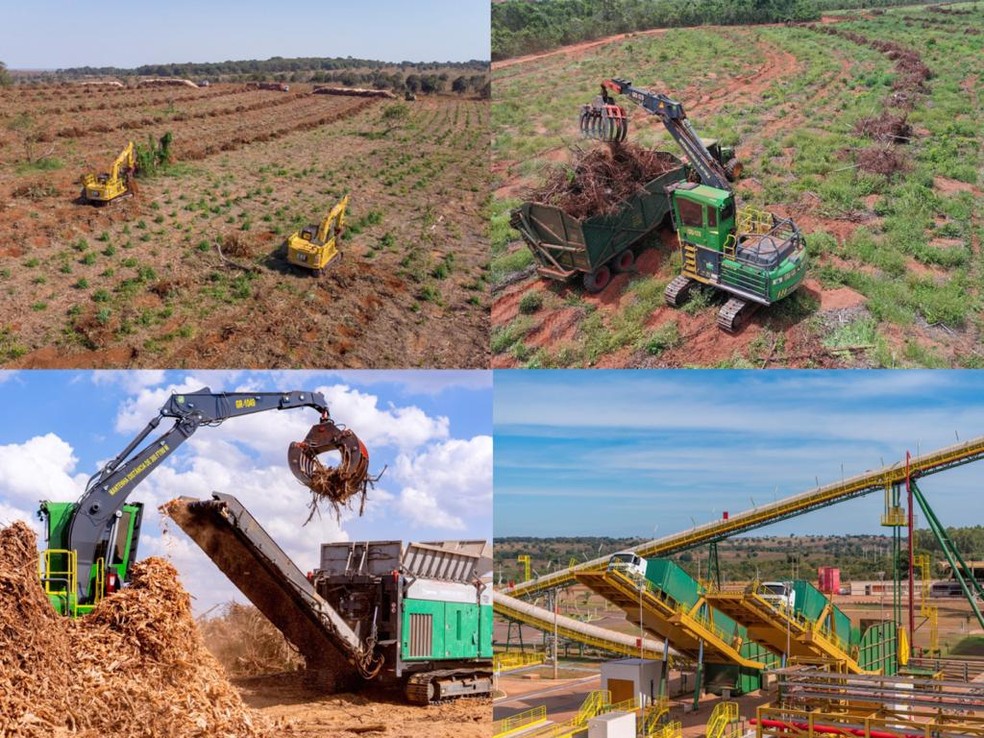 Biomassa que é produzida do eucalipto   — Foto: Eldorado Brasil/ Reprodução