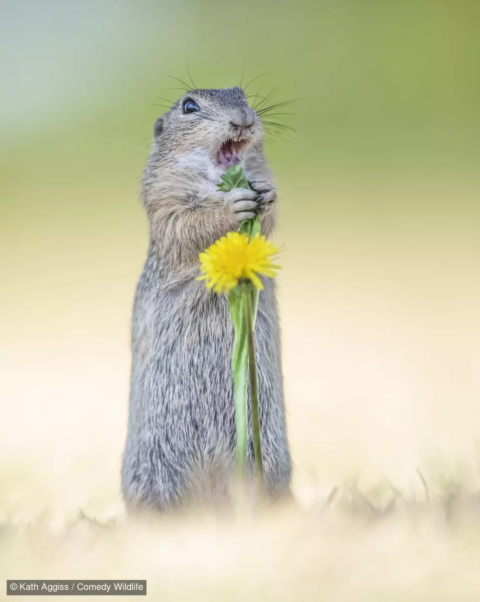 Esquilo surpreso. — Foto: Kath Aggiss/Comedy Wildlife
