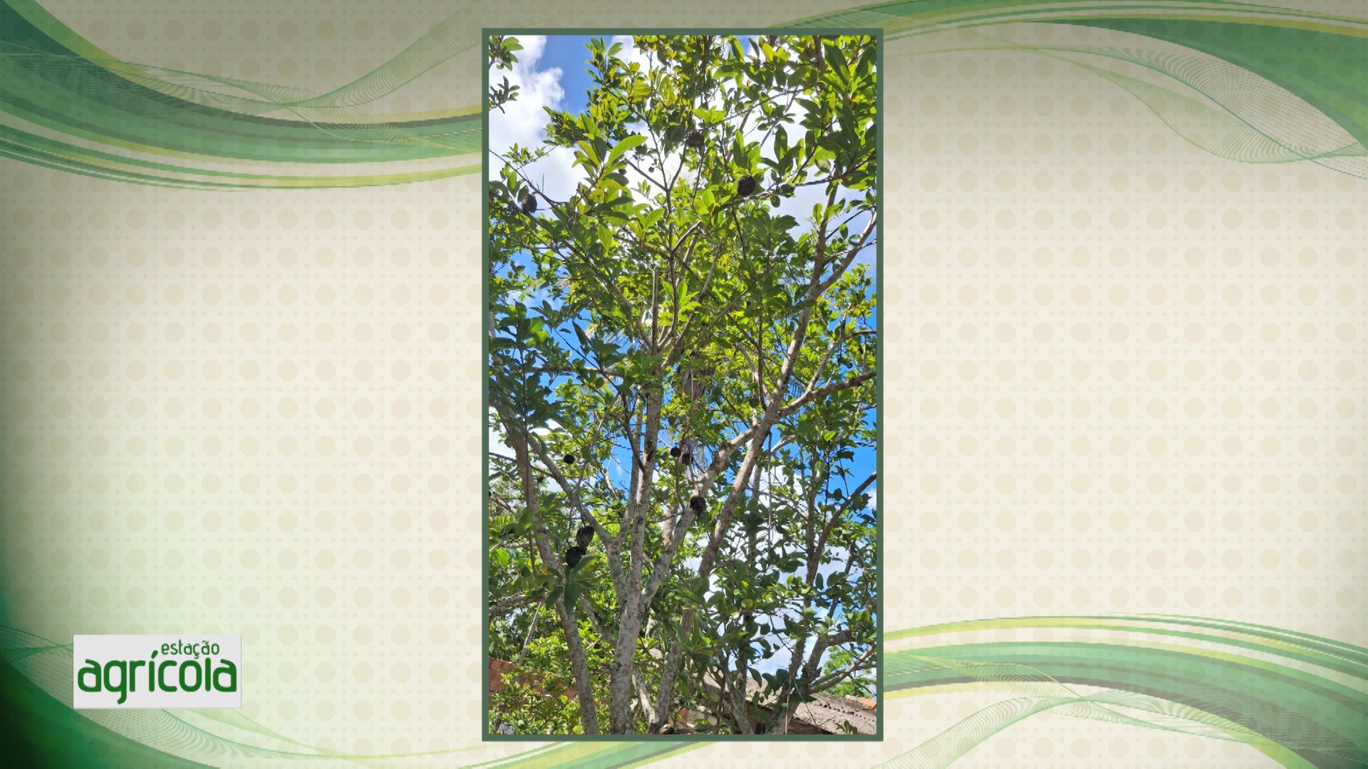 Reveja os destaques do Estação Agrícola deste domingo