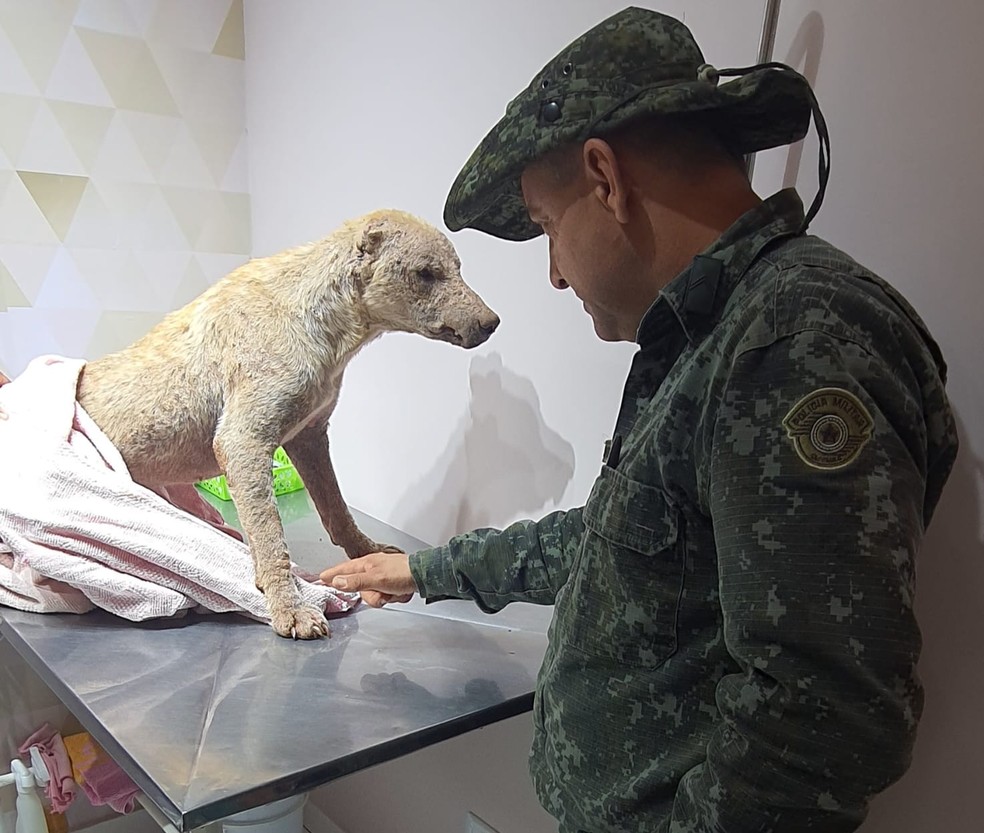 Cão vítima de maus-tratos foi resgatado em Euclides da Cunha Paulista (SP) — Foto: Polícia Militar Ambiental