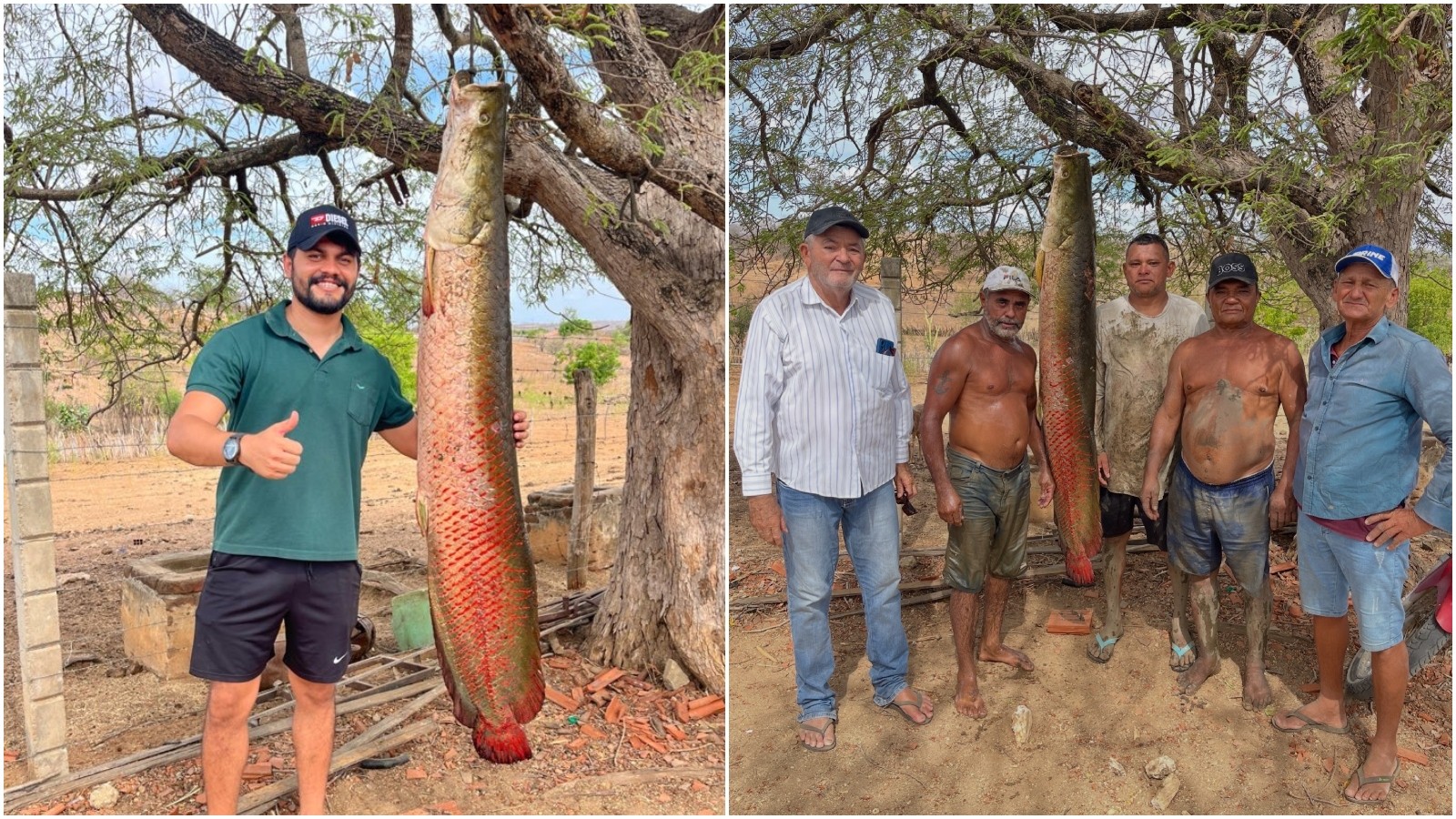 Pescador desmitifica lenda de peixe gigante no sertão cearense e captura pirarucu maior que muita gente