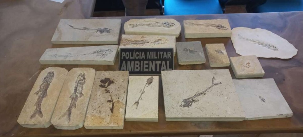 Polícia recolhe 15 fósseis encontrados em pedreiras de calcário laminado, localizadas nas zonas rurais de Nova Olinda e Santana do Cariri. — Foto: Polícia Militar/ Divulgação