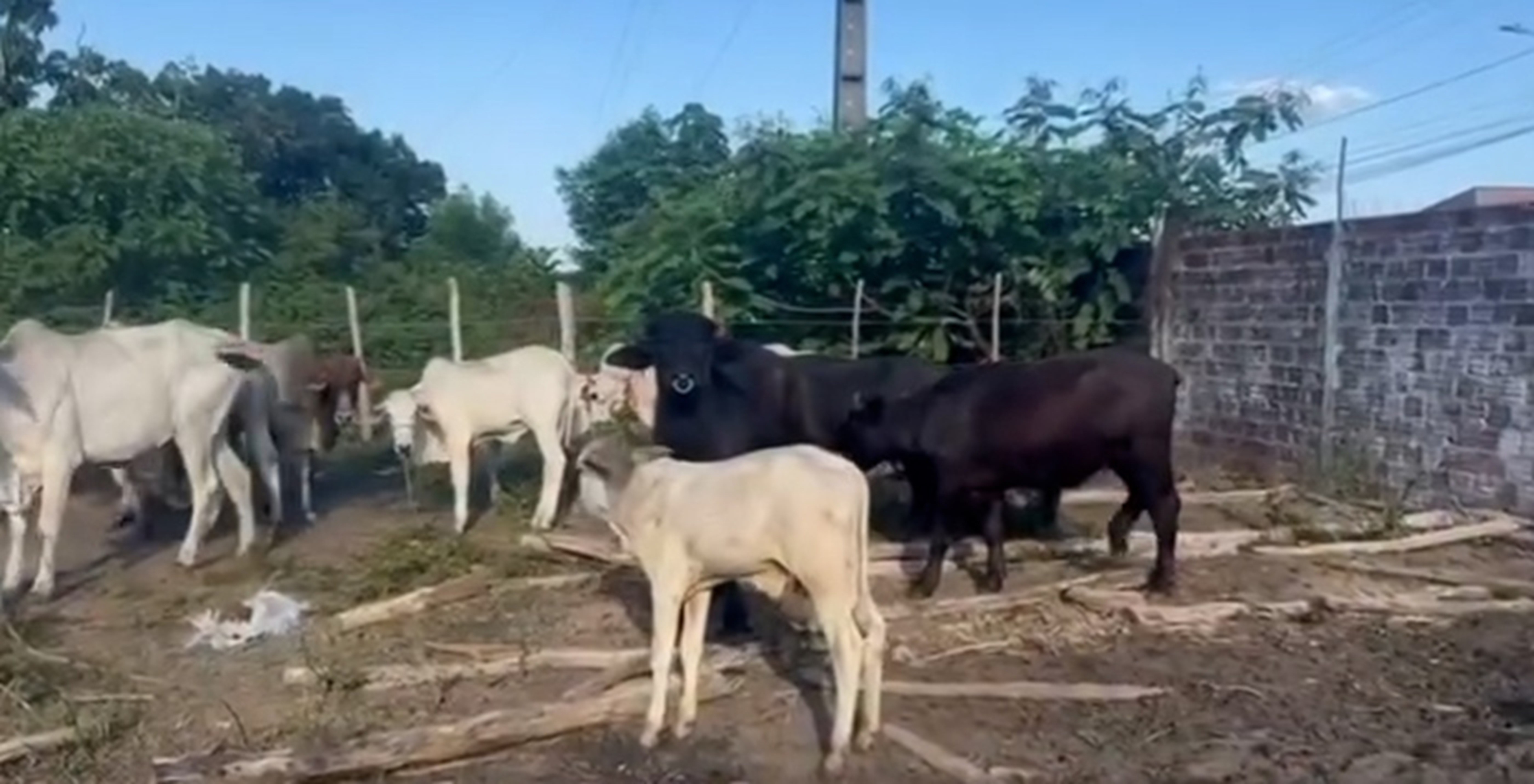 Quatro pessoas são presas e 16 animais são apreendidos em operação que investiga furto de gado no MA