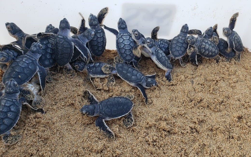 Projeto Tamar faz primeira abertura de ninho de tartarugas da temporada em Fernando de Noronha