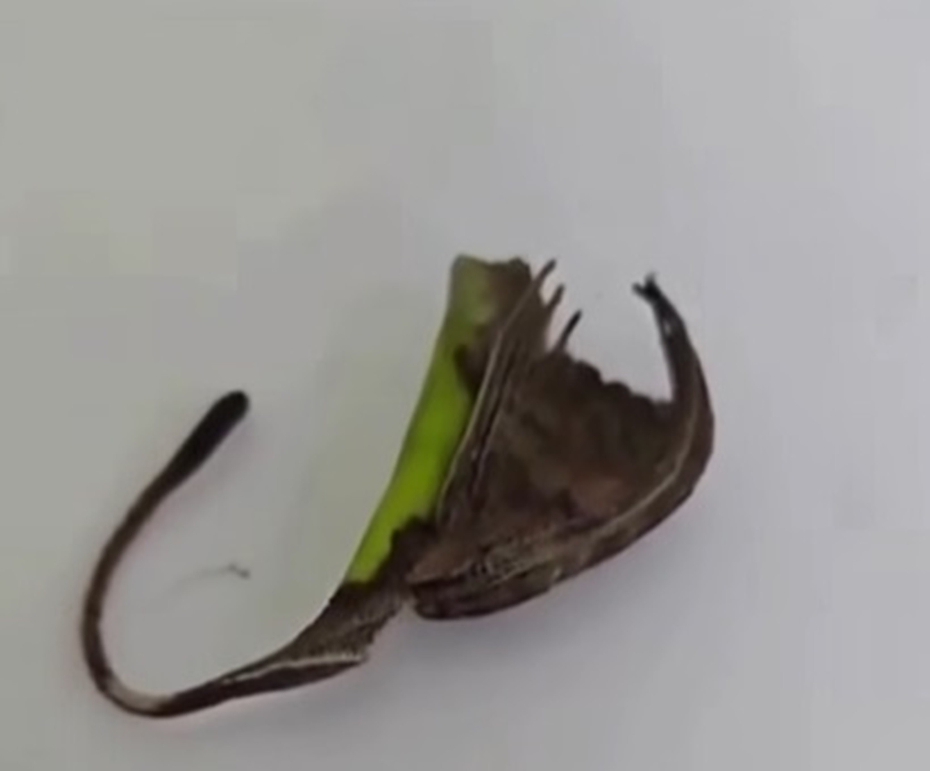 É #FAKE que aranha que se camufla em forma de folha seja comum no Brasil 