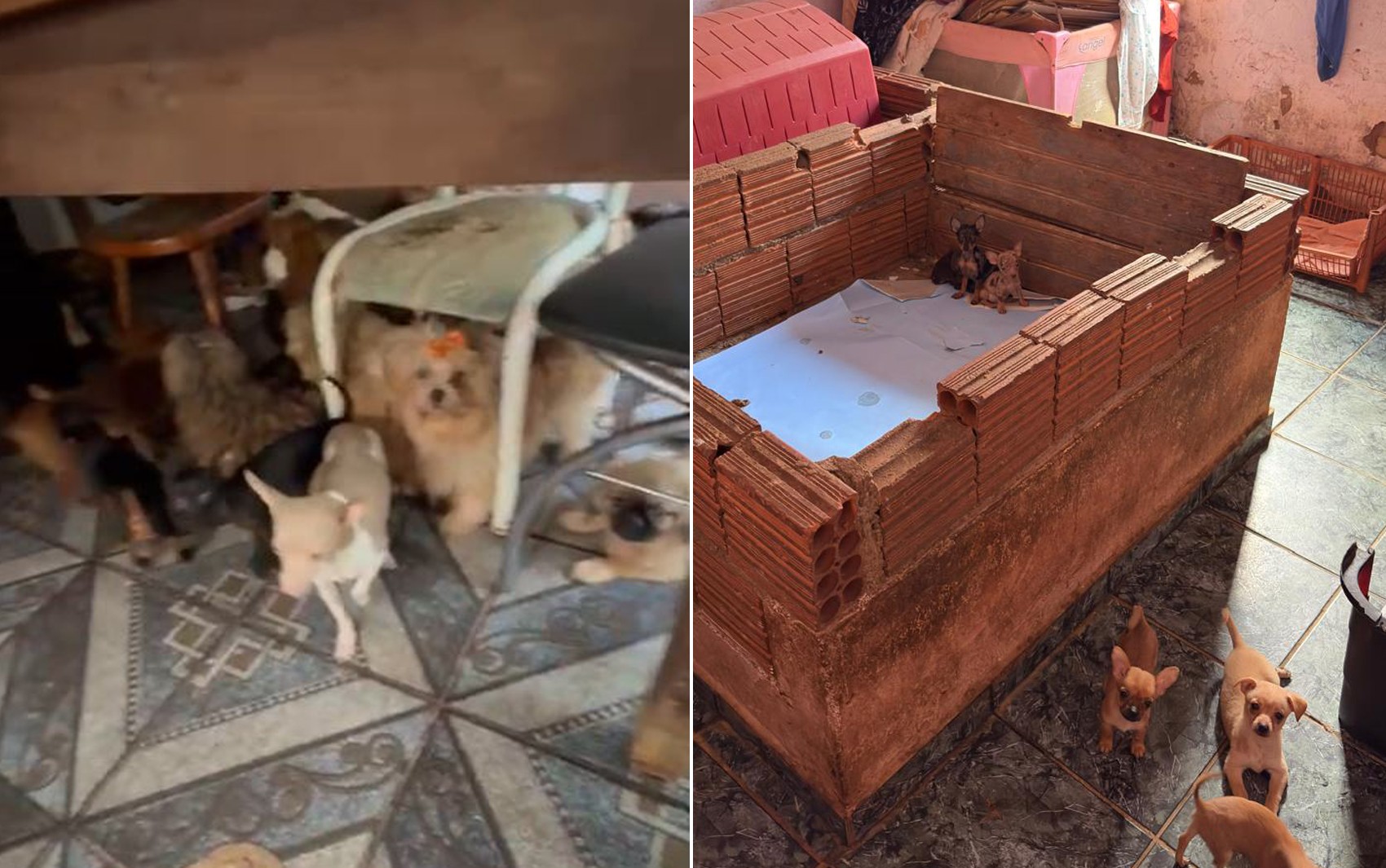 Polícia resgata 61 cachorros de casa suja em Batatais, SP, e investiga suspeita de criadouro clandestino