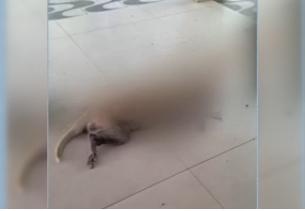 Cadela de família foi morta durante assalto em Ananás  Foto: TV Anhanguera/Reprodução