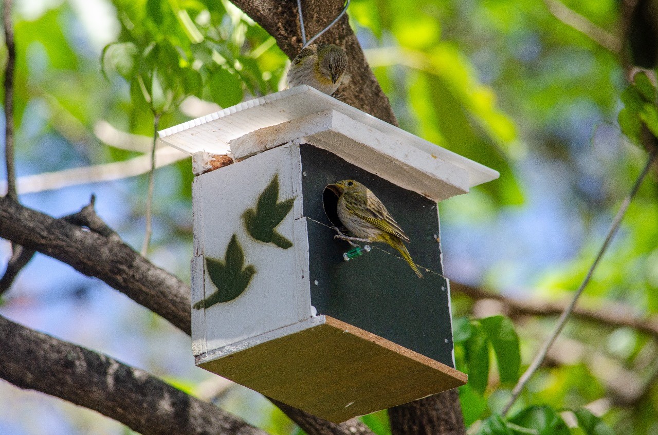 Jardineiro instala mais de mil ninhos para aves de Pedreira, SP