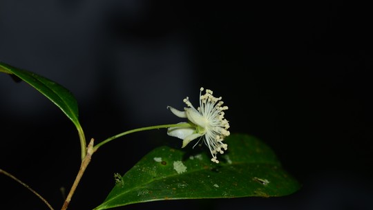 Nova espécie de planta do gênero Eugenia é descoberta em Cunha, SP