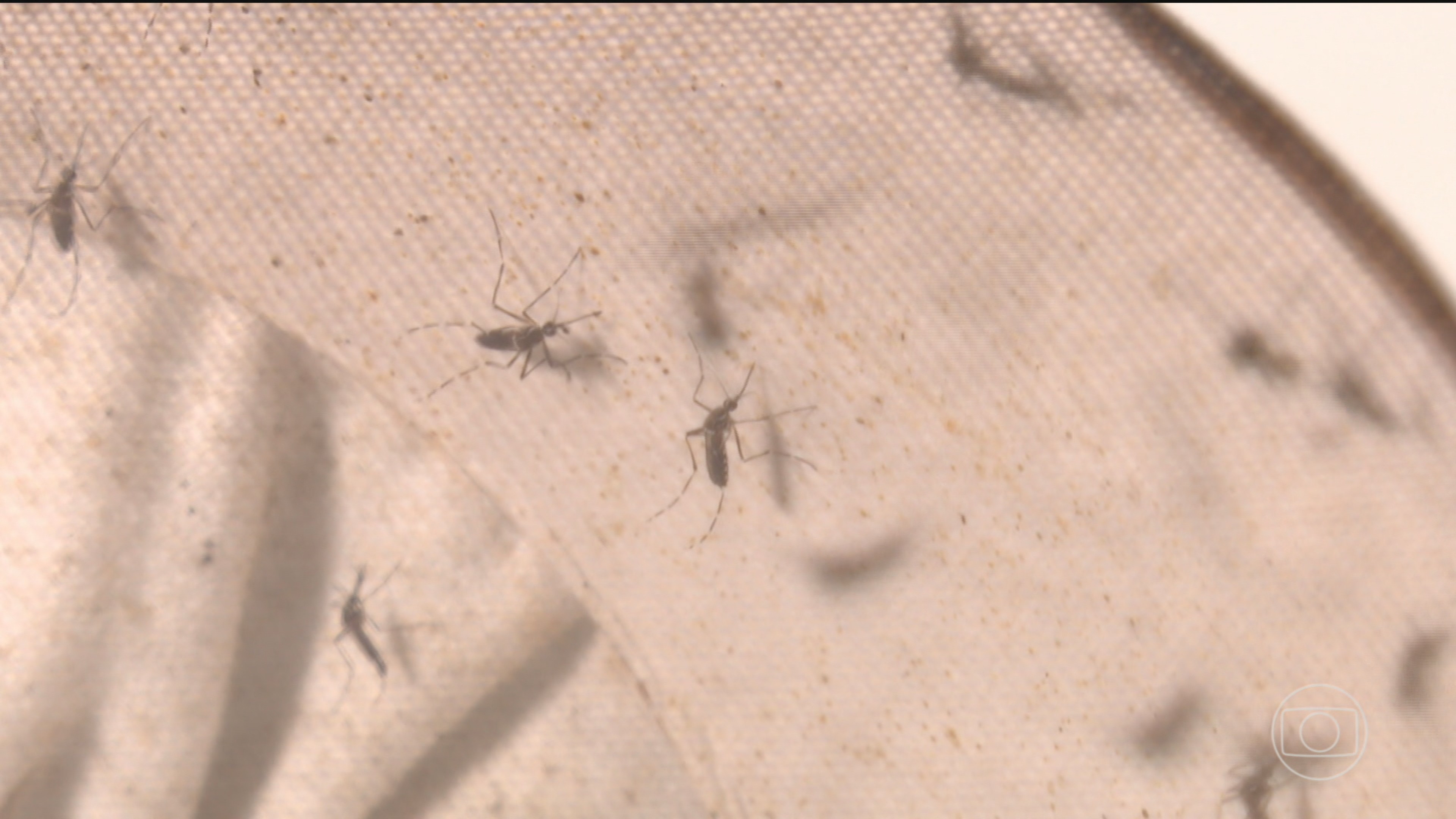 Aedes aegypti: cerca de 1,8 mil cidades estão em alerta ou em situação de risco por causa do mosquito transmissor da dengue