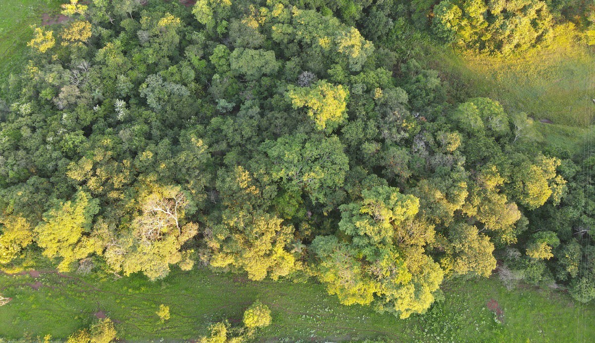 Inspirado em práticas indígenas, projeto de agrofloresta restaura ...