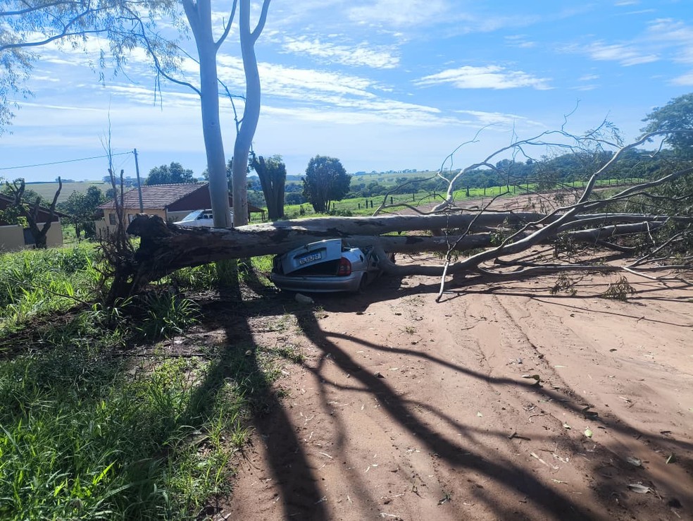 &Aacute;rvore caiu sobre o carro em Nhandeara (SP) &mdash; Foto: Defesa Civil/Divulga&ccedil;&atilde;o