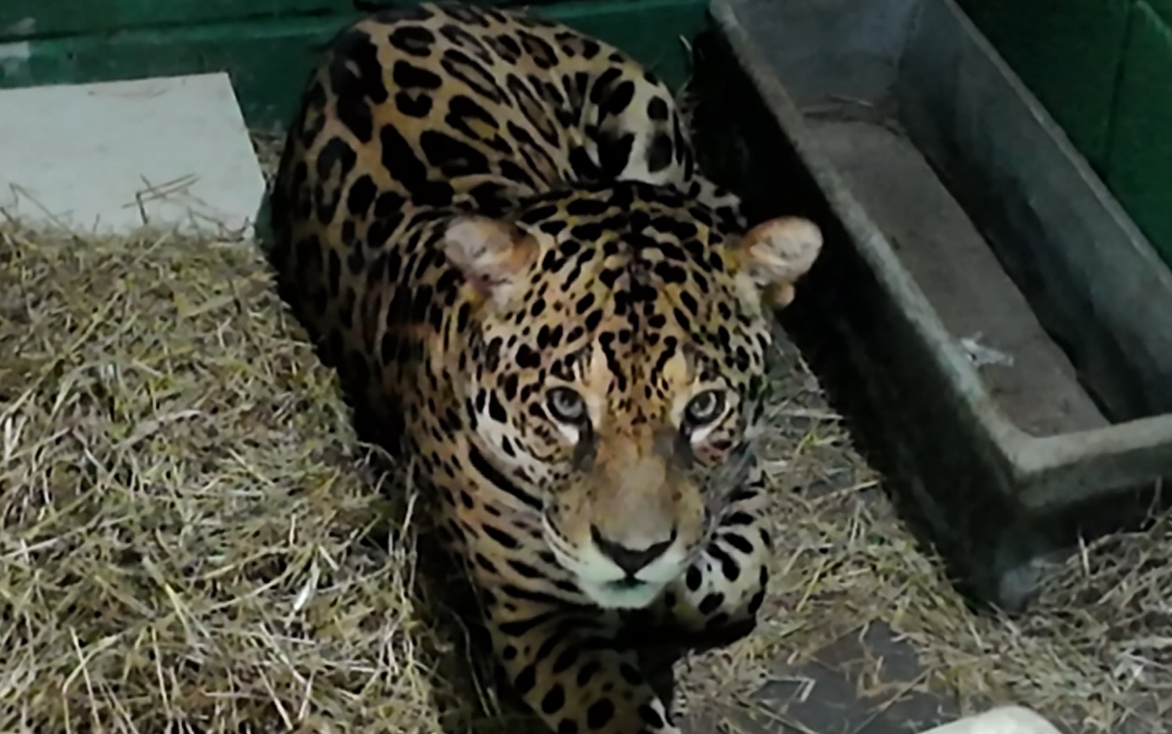 Onça-pintada chega a zoológico de Guaíra para reprodução da espécie | G1