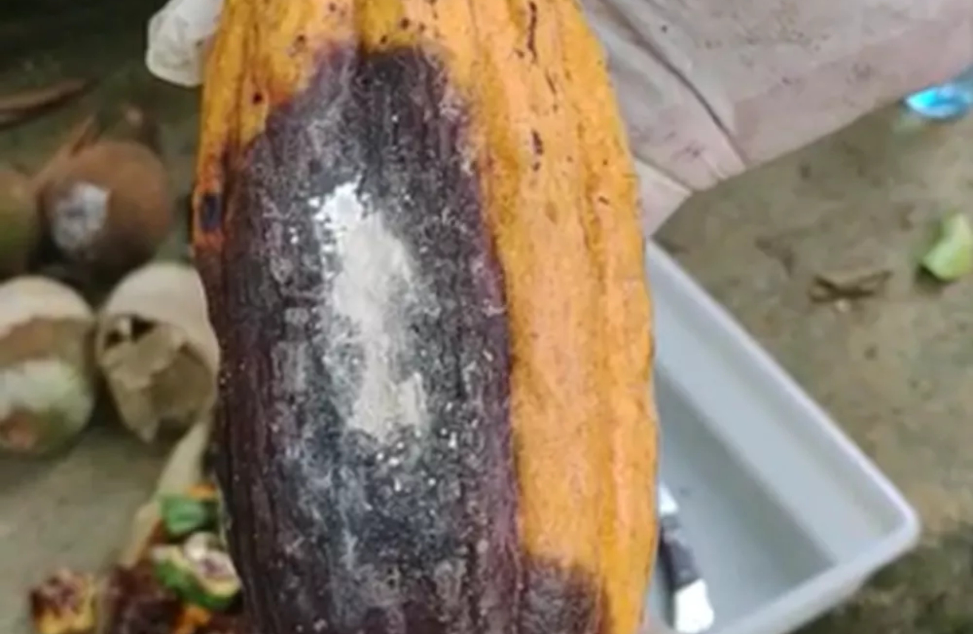 Mais de R$ 2,3 milhões são destinados ao combate de praga do cacau no Acre