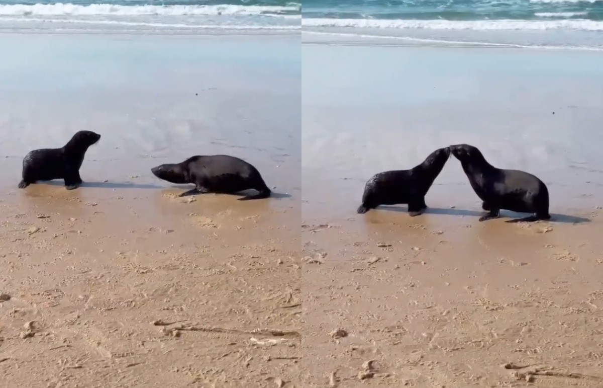 VÍDEO: Lobos-marinhos interrompem corrida ao mar para dar 'beijinho' após soltura em Florianópolis