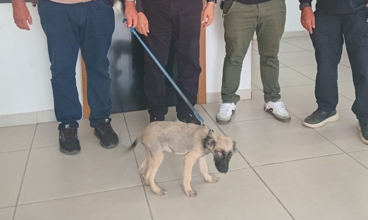 Homem é preso suspeito de ferir olho do próprio cachorro e ameaçar moradores em AL