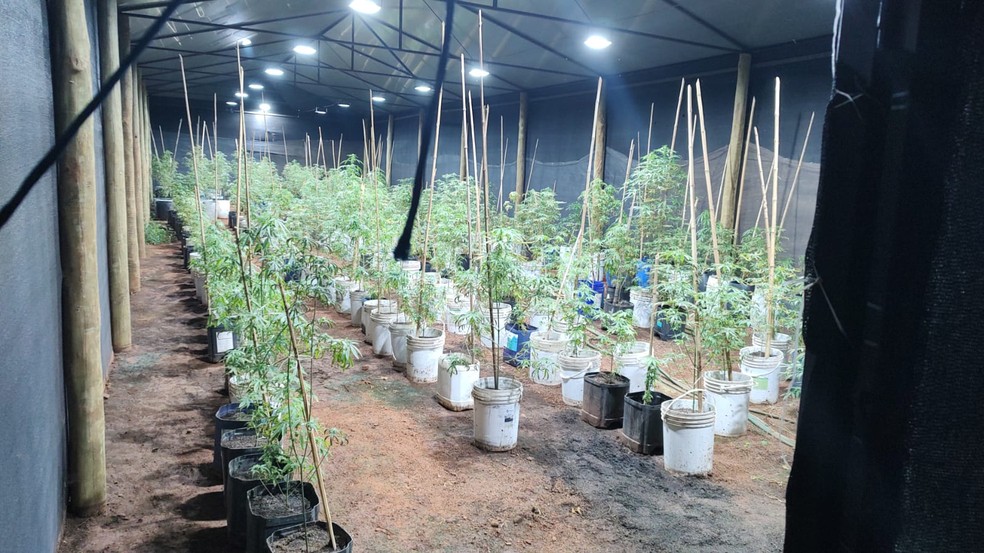 Pés de maconha que foram apreendidos. — Foto: Polícia Militar/Divulgação