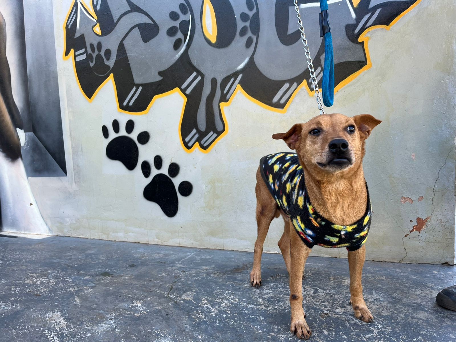 Abrigo de animais arrecada cobertores, roupas e acessórios para aquecer mais de 60 cachorros resgatados em Pres. Prudente
