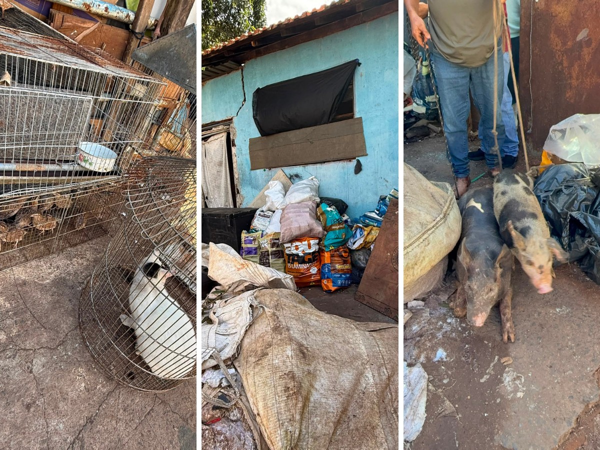 Operação resgata aves, porcos e gato em situação de maus-tratos em Mogi Mirim