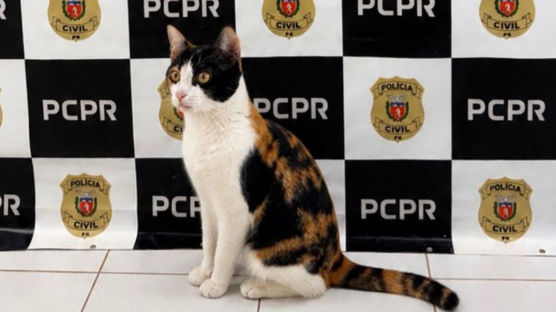 Gata ‘Mimi’ posa em painel da Polícia Civil do Paraná após ser resgatada de furto 