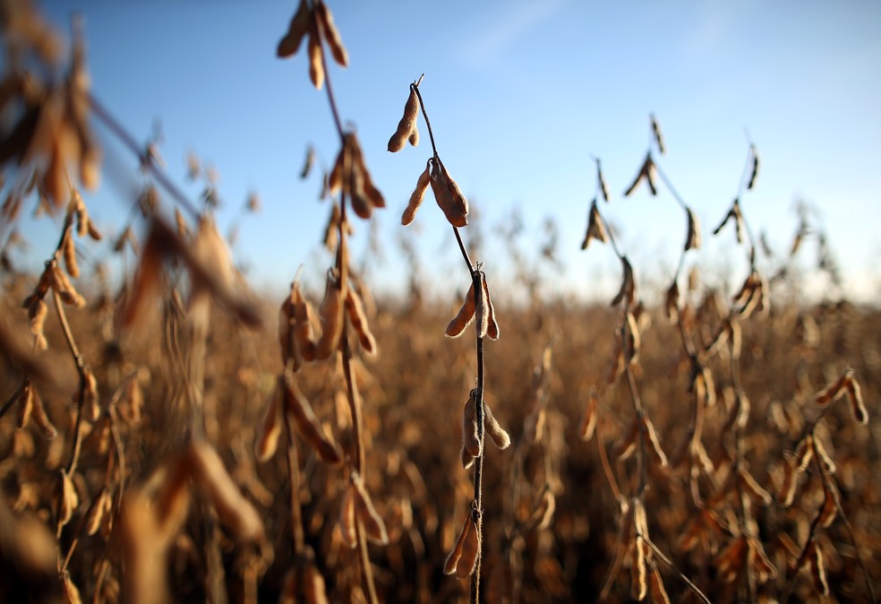 Lavoura de soja, um dos principais produtos do agronegócio brasileiro. — Foto: REUTERS/Agustin Marcarian