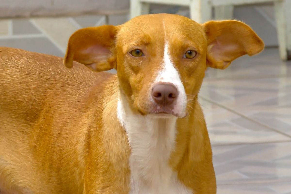 Cadela com tumor raro luta para sobreviver e cuidar dos filhotes em Campo Grande