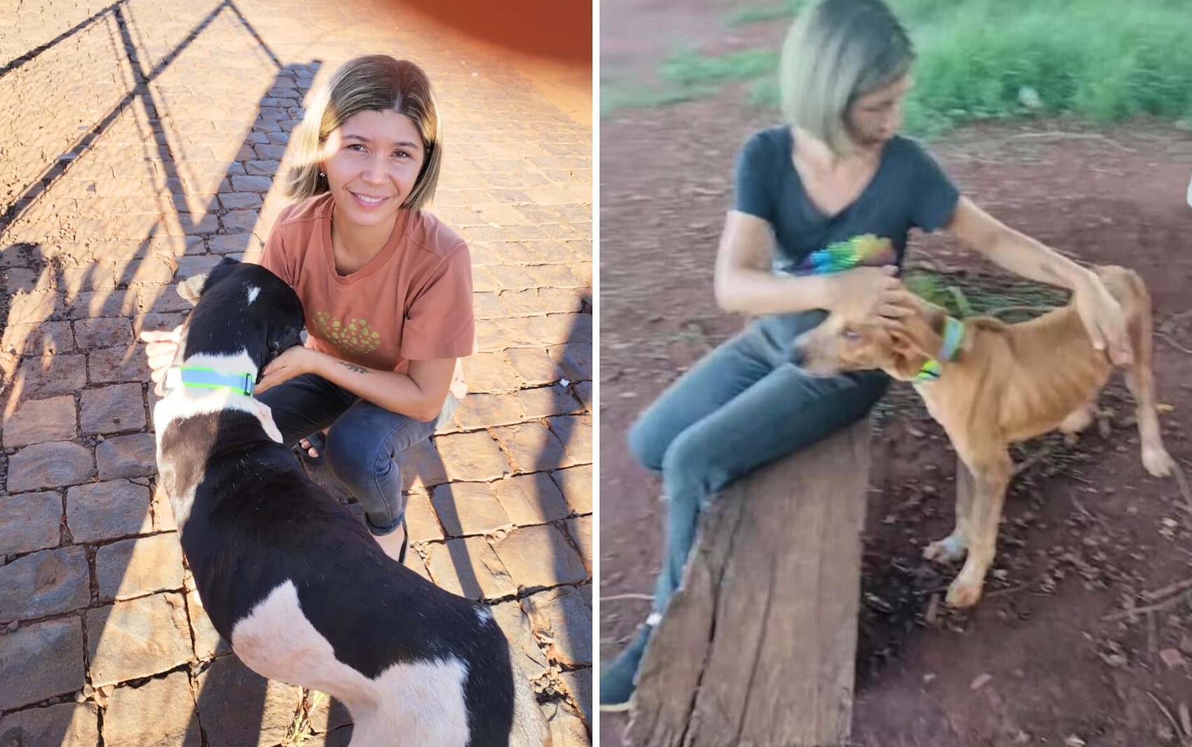 Coleiras Refletivas Salvam Cães de Atropelamento em Goiás