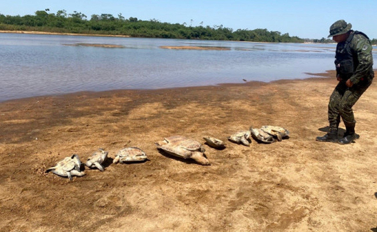 Operação flagra acampamento com dez tartarugas vivas, mais de 700 kg de peixe e redes de pesca no Tocantins
