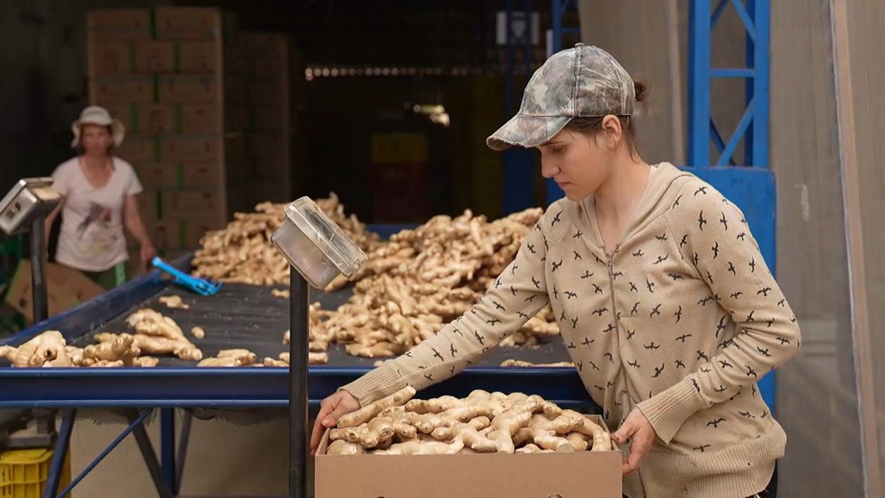 O gengibre é plantado entre julho e agosto e colhido durante todo o ano. — Foto: TV Gazeta