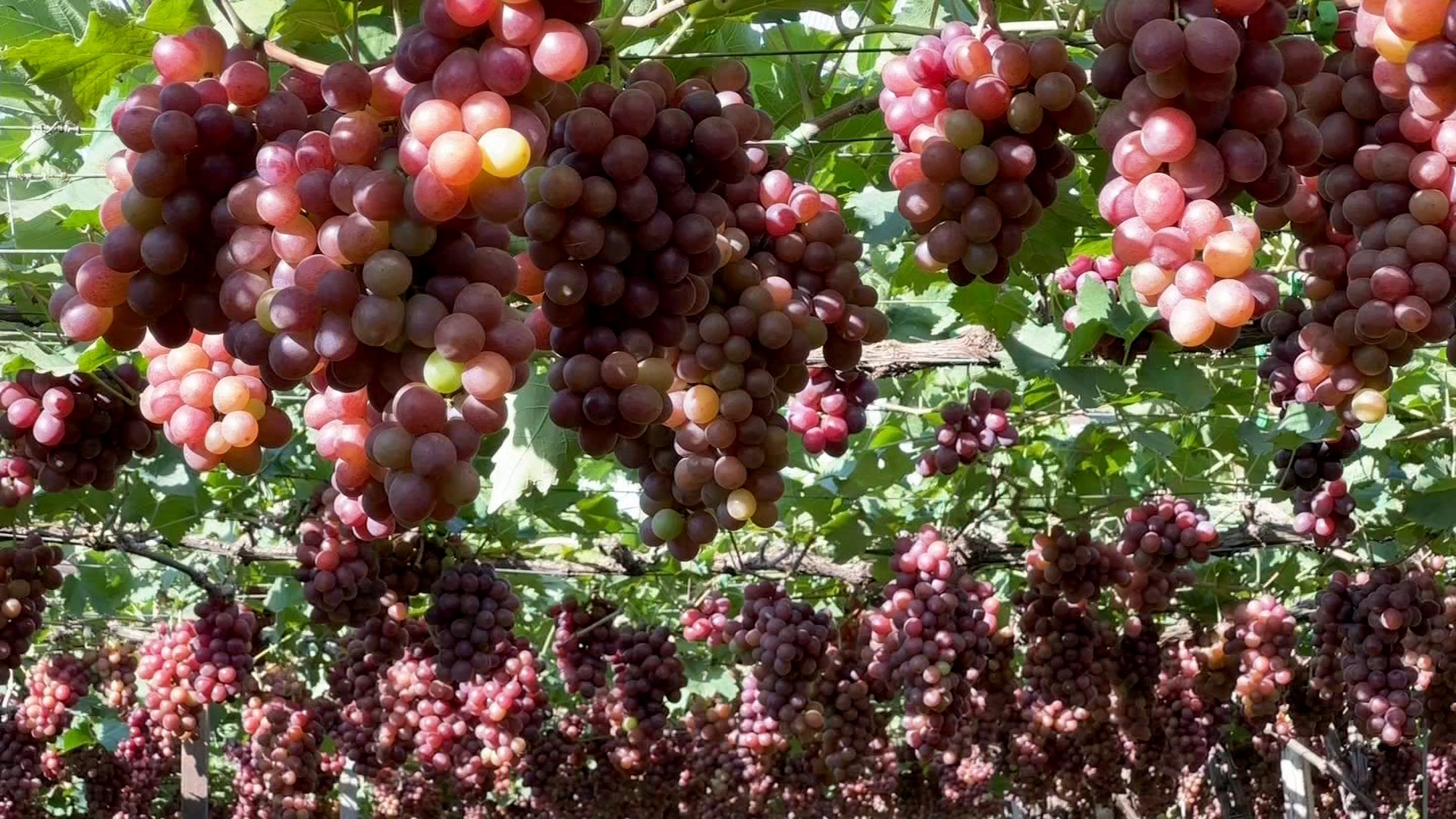 Agricultores se preocupam com redução de mais de 60% na produção de uva em Marialva