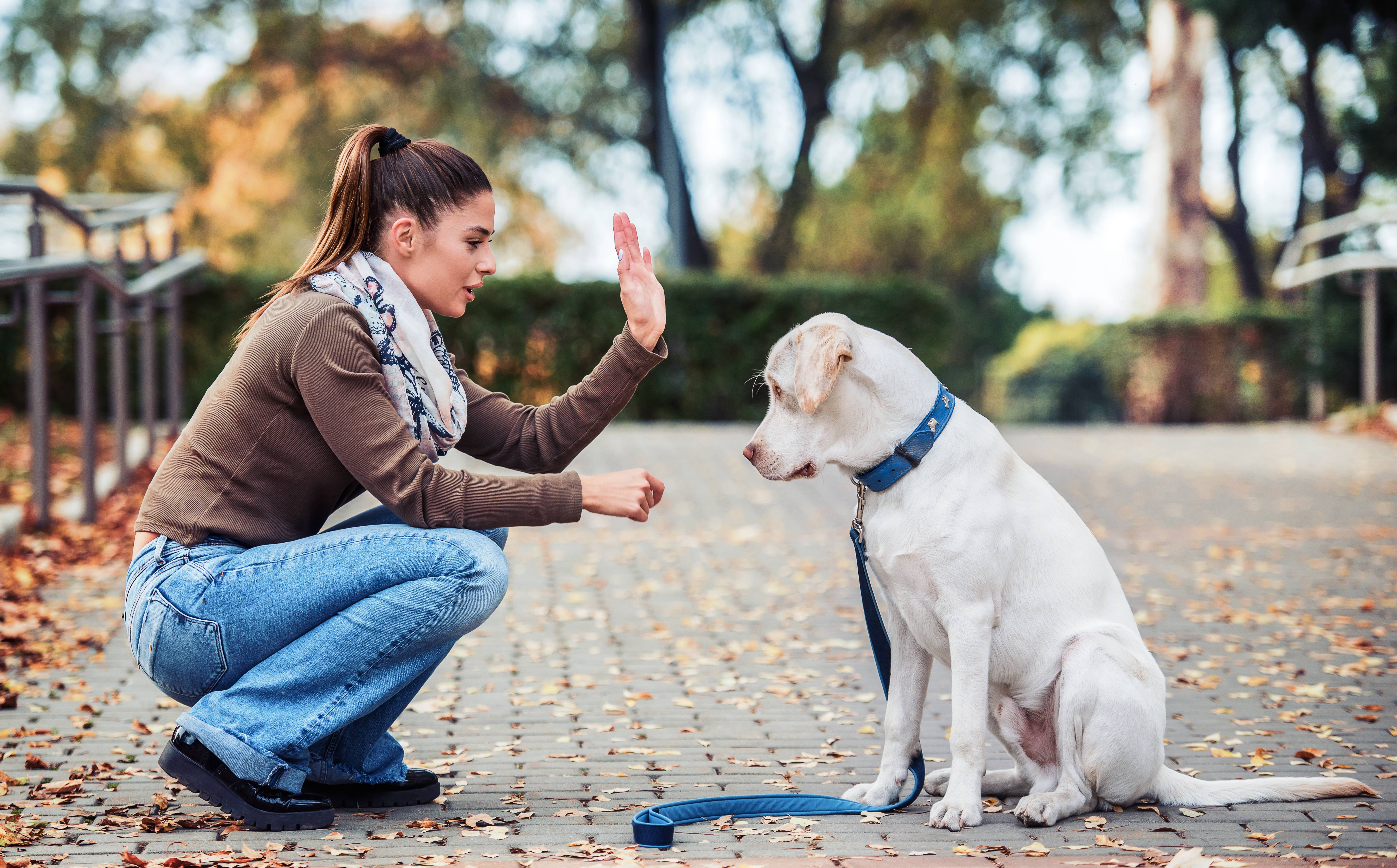 
Tutores de cães não reconhecem sinais sutis de dor nos animais, aponta estudo