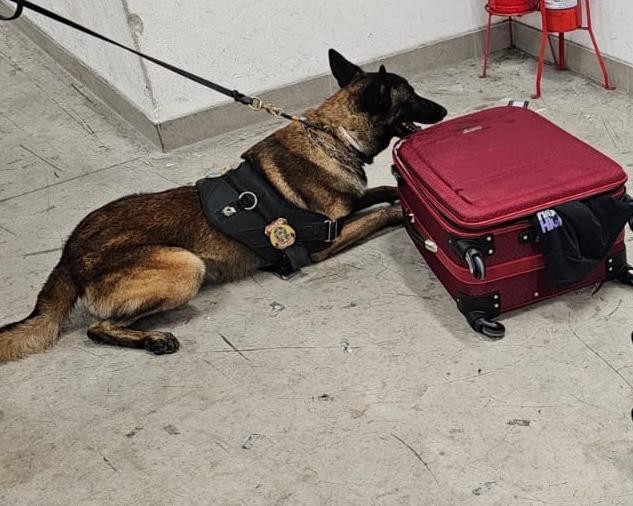 Cão farejador encontra cocaína em malas de passageiro que viajava do RS para Portugal, diz PF
