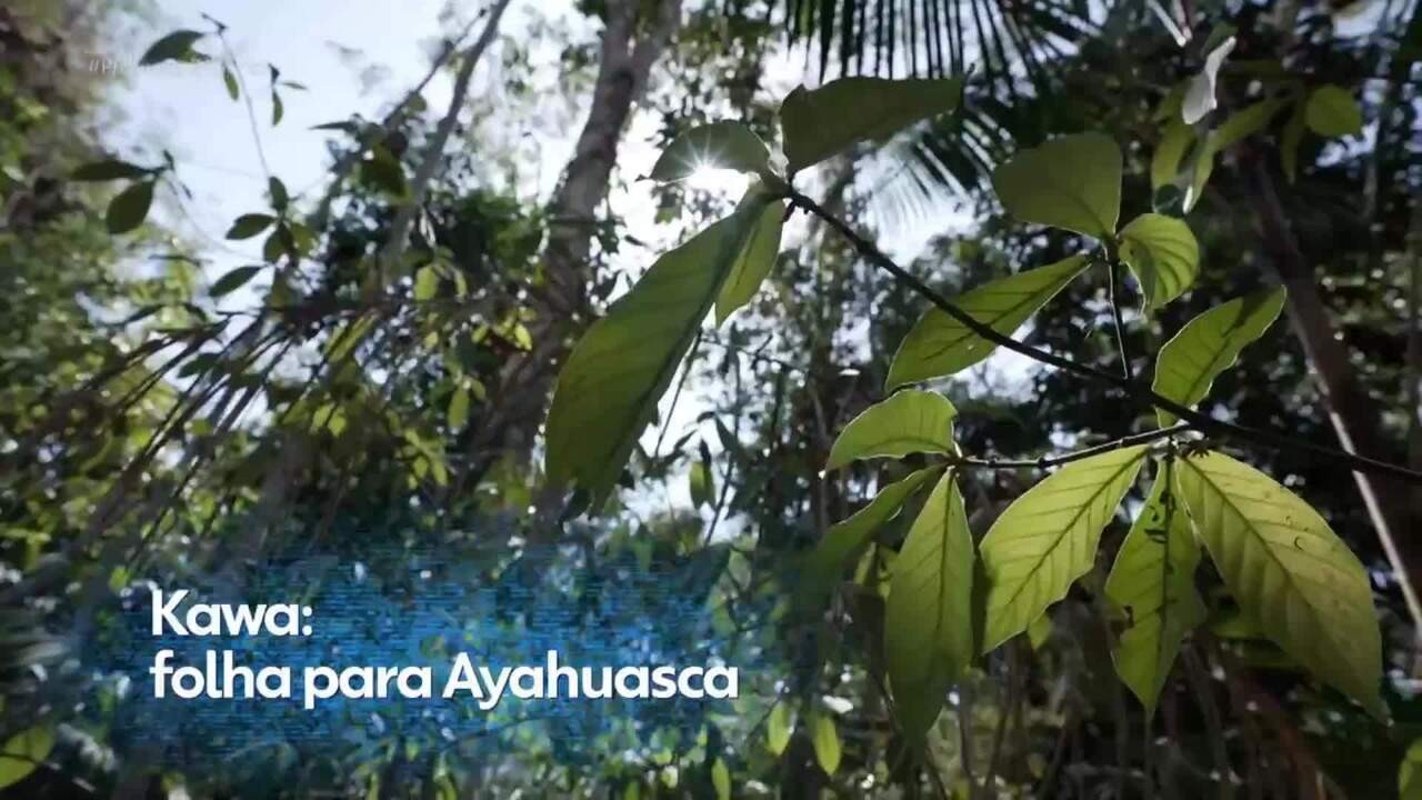 Chá de ayahuasca é feito com folhas de planta amazônica e com cipó ...