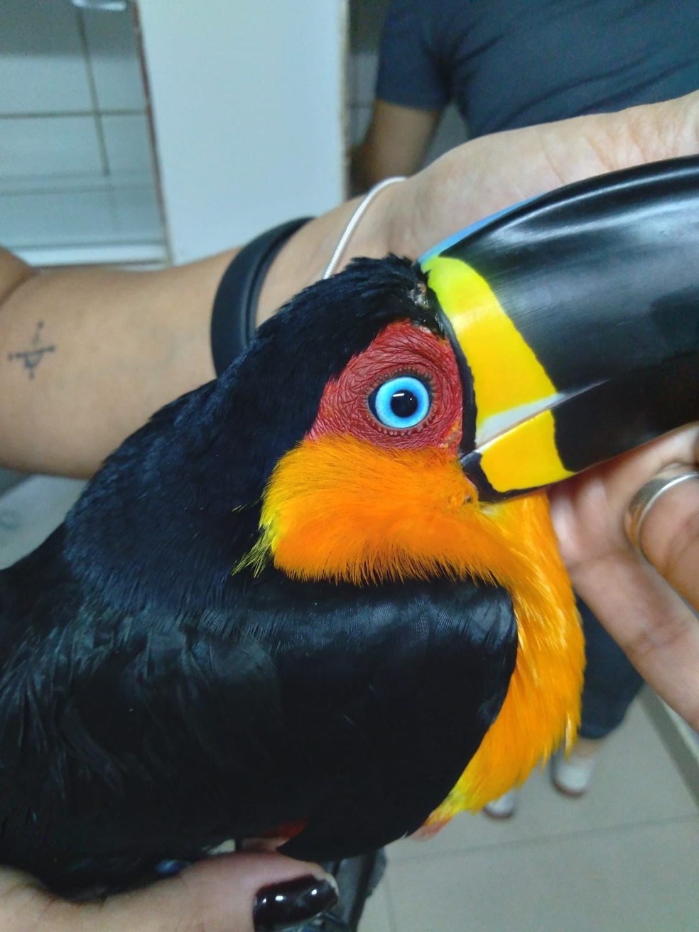 Animal estava com dificuldade de voar depois do acidente — Foto: Reprodução