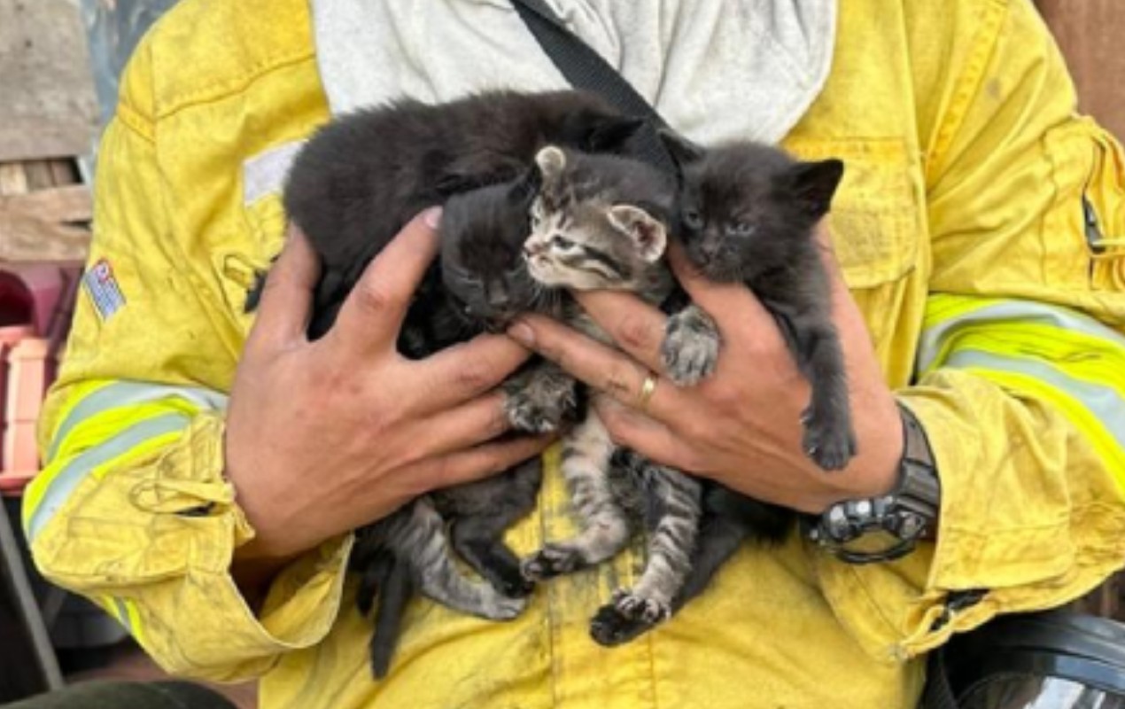 Filhotes de gato são resgatados de incêndio em Botucatu