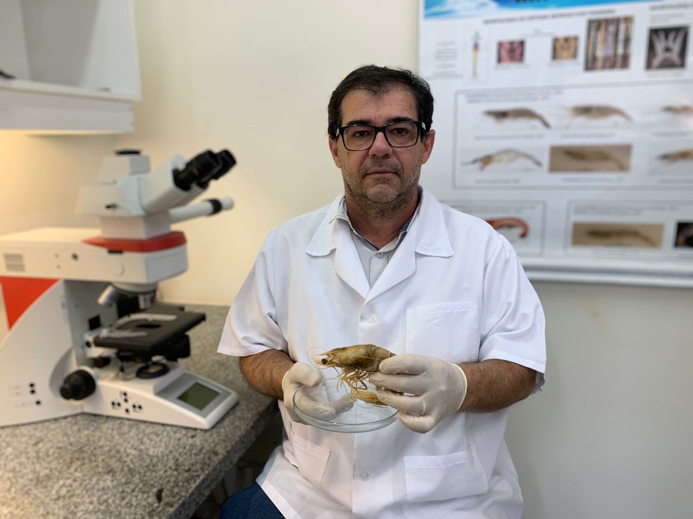 Vermelhidão do camarão-carabineiros é um truque para despistar predadores, aponta professor da Unesp — Foto: Rogério Caetano da Costa/ Arquivo Pessoal