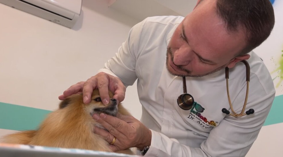 Veterinário especialista em pneumologia André Cardoso de Arruma trata problemas respiratórios nos animais — Foto: TV TEM/Reprodução