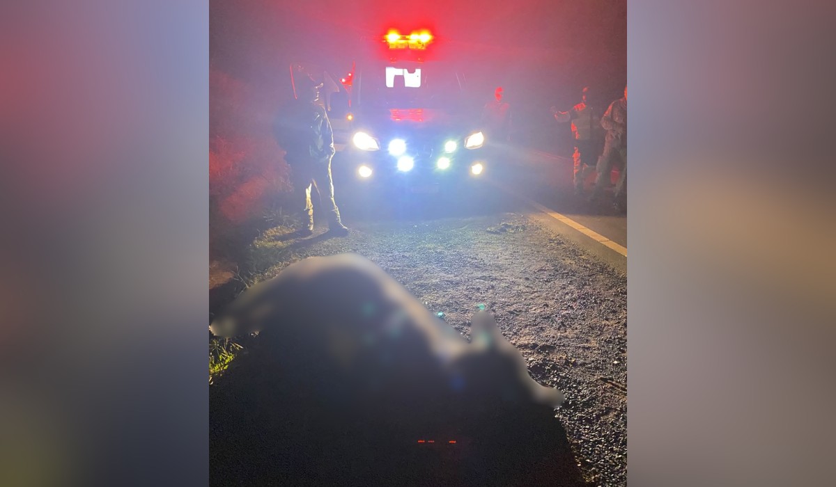 Vaca morre após ser atropelada em  rodovia de Teodoro Sampaio