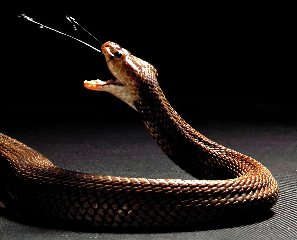 A cobra cuspideira núbia ou Naja nubiae, espécie de cobra nativa da África. — Foto: The Trustees of the Natural History Museum, London + Callum Mair