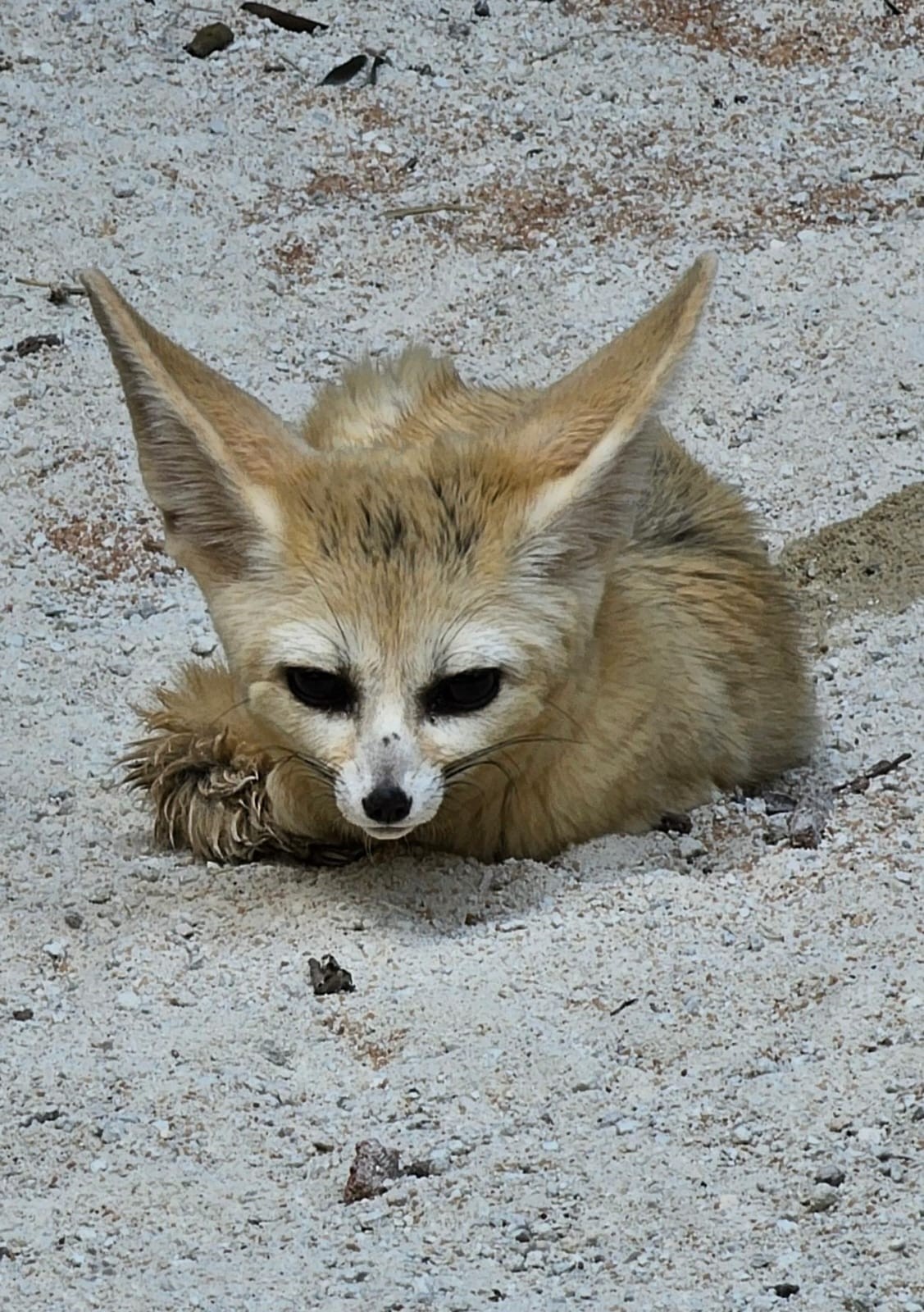 Orelhas gigantes e muita fofura: raposas-do-deserto chegam ao Zoológico de São Paulo