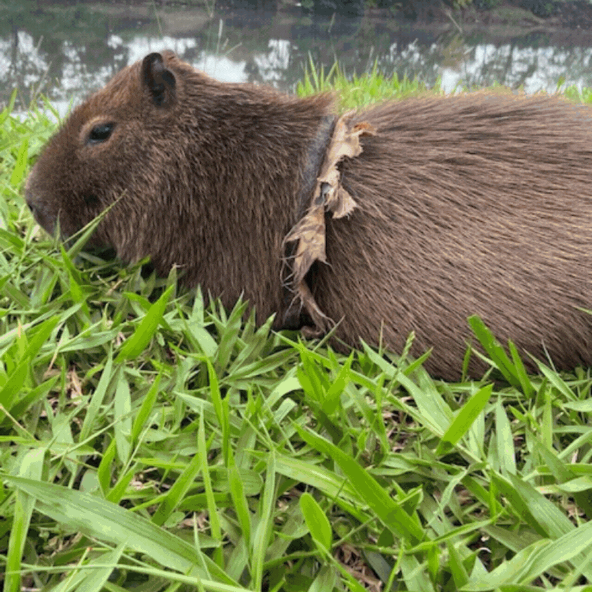 De sacolas a sutiã: capivaras do Rio Pinheiros sofrem com lixo e objetos presos ao corpo