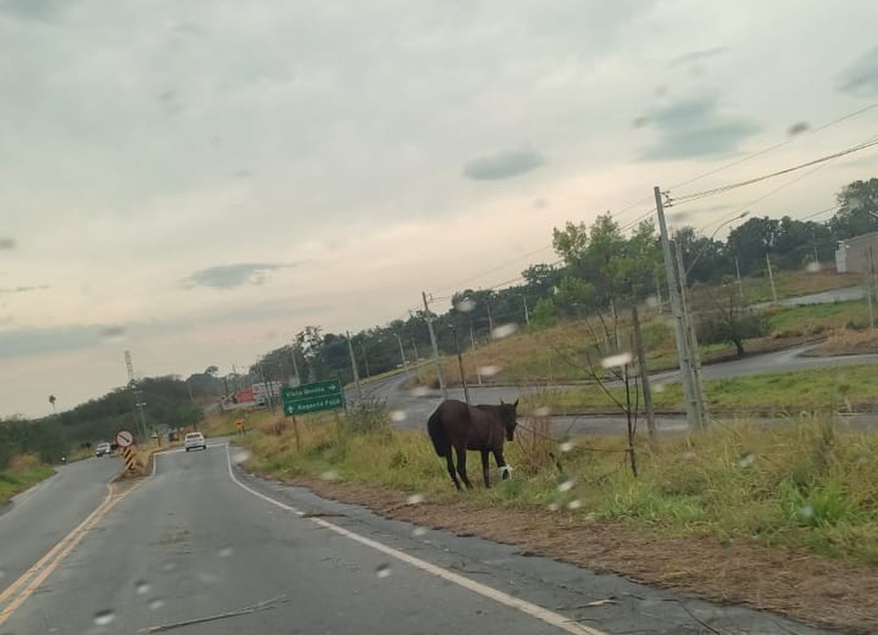 Cavalo abandonado com ferimentos foi sacrificado após avaliação do CCZ, na Rodovia Ângelo Rena, em Presidente Prudente (SP) — Foto: Redes sociais