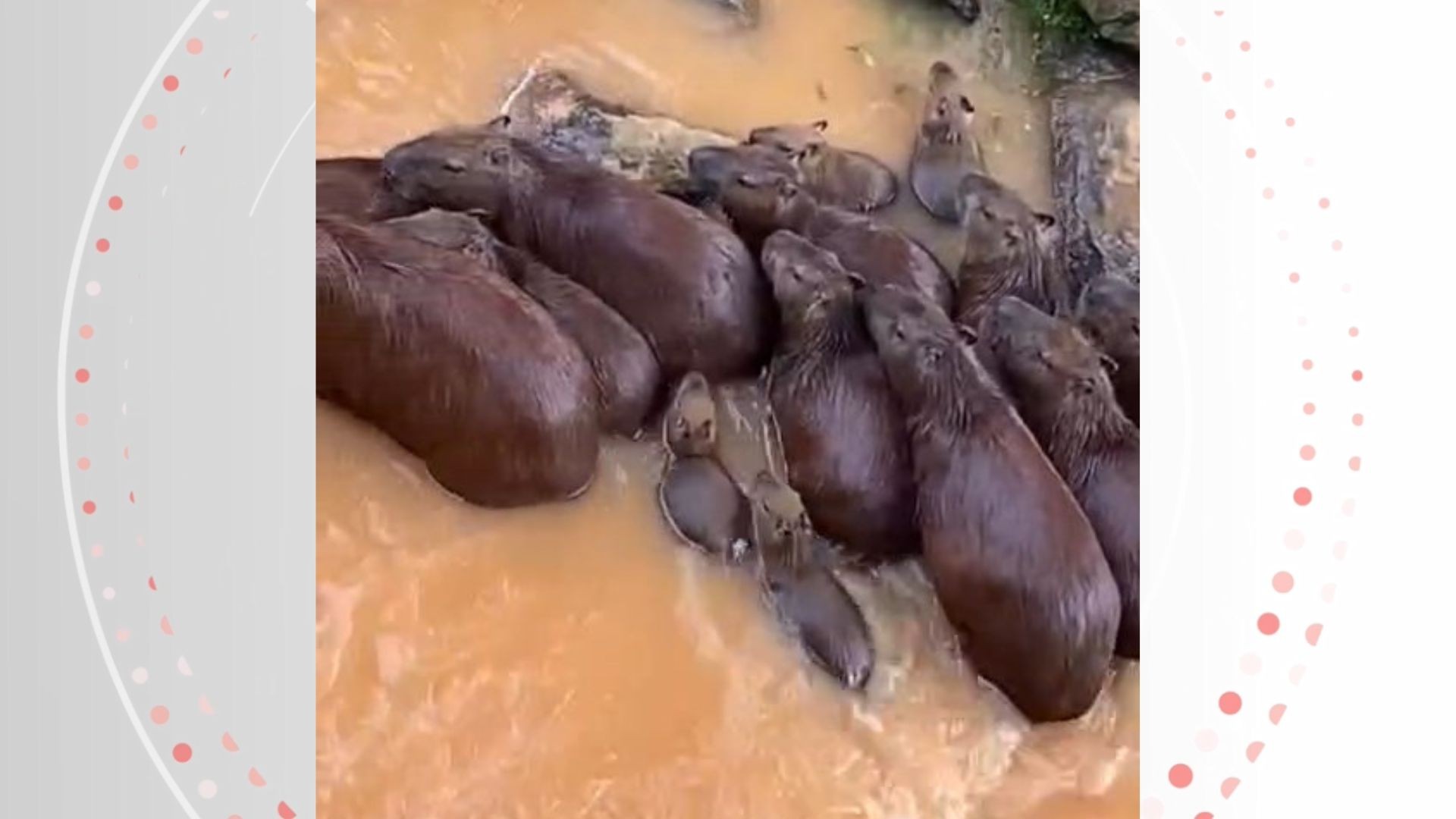 VÍDEO: capivaras são flagradas nadando na correnteza de rio após chuva no ES