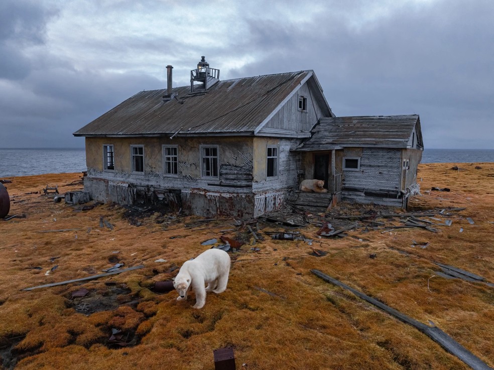 Um urso polar é visto em uma estação de pesquisa abandonada na Ilha Koluchin, perto de Chukotka — Foto: AP/Vadim Makhorov
