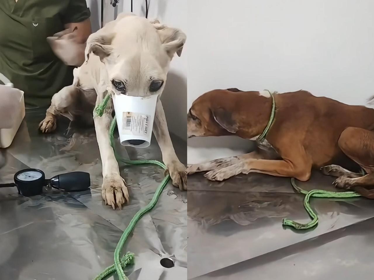 Animais desnutridos são resgatados em Porto Velho; tutor é preso por maus-tratos