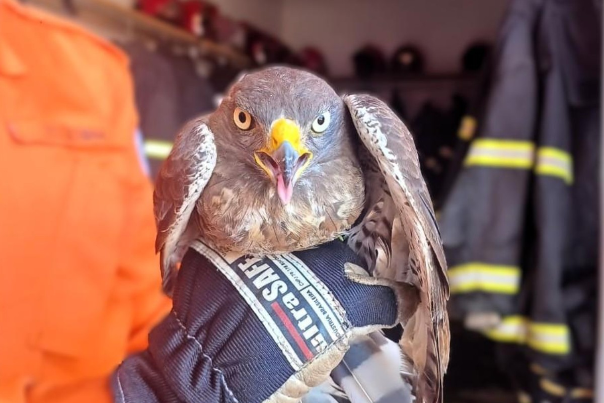 Gavião ferido após bater em parede de casa e se esconder em carro é resgatado por bombeiros em MT 